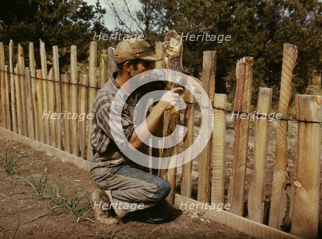 Jack Whinery, homesteader, repairing fence which he built with slabs, Pie Town, New Mexico, 1940. Creator: Russell Lee.