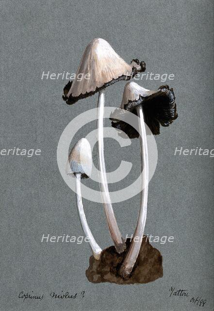 A fungus (Coprinus niveus): three fruiting bodies, 1899. Creator: Unknown.
