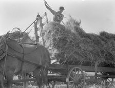The threshing of oats, Clayton, Indiana, south of Indianapolis, 1936. Creator: Dorothea Lange.