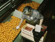Packing oranges at a co-op orange packing plant, Redlands, Calif. , 1943. Creator: Jack Delano.