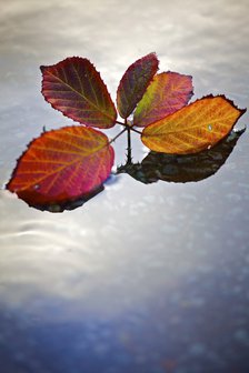 Sprig of red and gold autumn leaves floating on the surface of water, 2009. Artist: James McCormick.