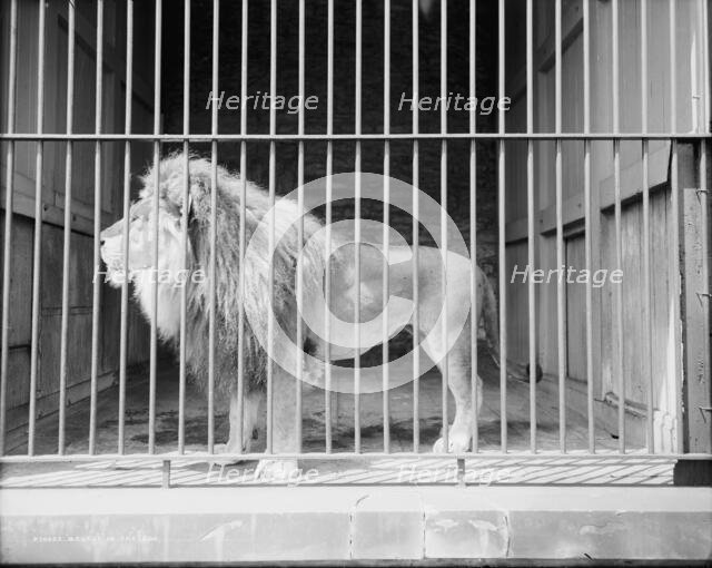 Brutus in the zoo, c1907. Creator: Unknown.