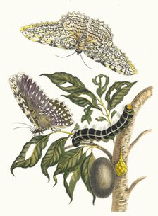 Arbre de gomme-gutte. From the Book Metamorphosis insectorum Surinamensium, 1705. Creator: Merian, Maria Sibylla (1647-1717).
