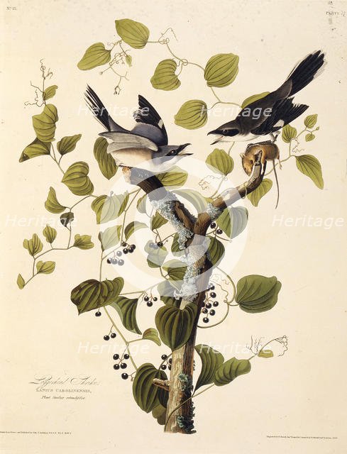 The loggerhead shrike. From "The Birds of America", 1827-1838. Creator: Audubon, John James (1785-1851).