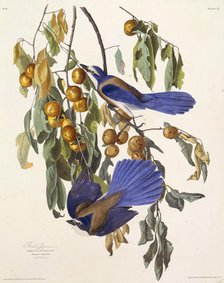 The Florida scrub jay. From "The Birds of America", 1827-1838. Creator: Audubon, John James (1785-1851).