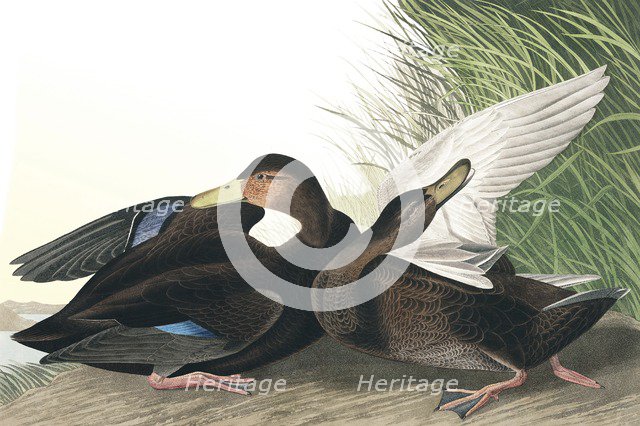 Dusky Duck,  Anas Obscura, 1845.