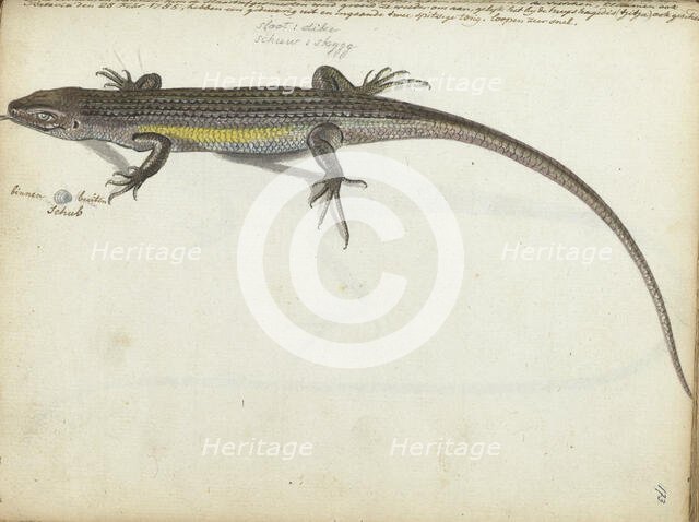 Land and water lizard, 1785. Creator: Jan Brandes.