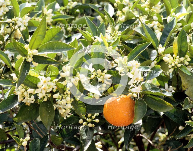 Blossom and fruit on an orange tree, Majorca, Spain