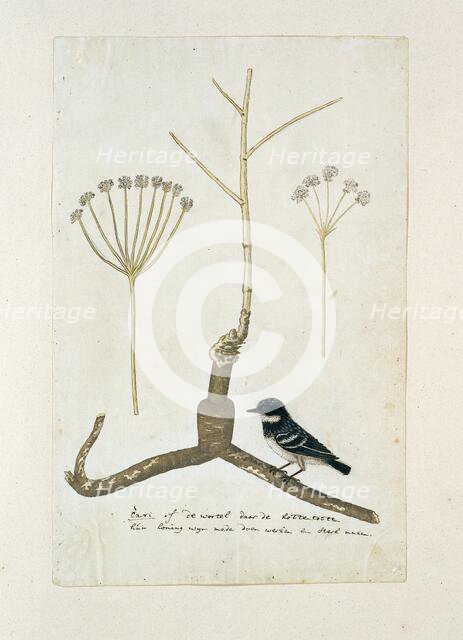 Apiacea or Umbeliffera, 1777-1786. Creator: Robert Jacob Gordon.