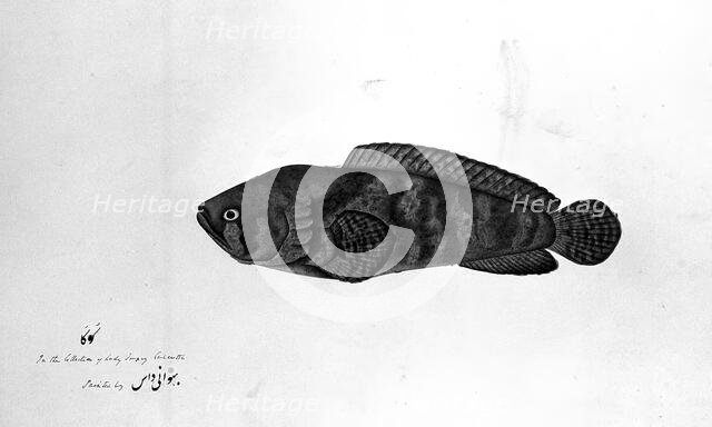 Fish, 1783. Creator: Bhawani Das.