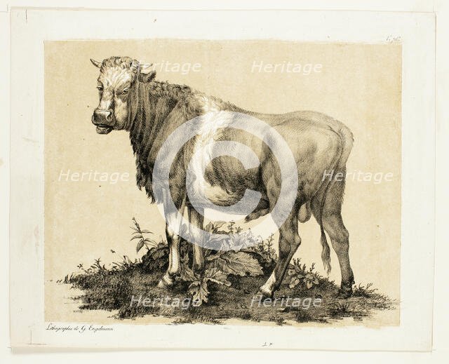 The Bull, October 1815. Creator: Godefroy Engelmann.