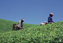 Tamil tea-pickers in Sri Lanka. Artist: CM Dixon Artist: Unknown
