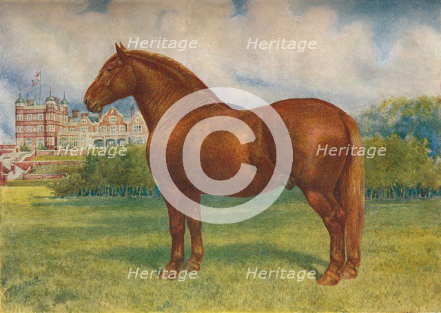 Suffolk sire Prince Wedgwood, c1902 (c1910). Artist: Frank Babbage.