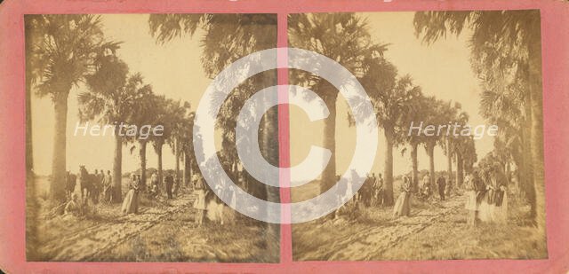 Palmetto Avenue, Fort George, Fla. [No. 13], c1850-c1930. Creator: Unknown.