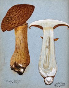 A fungus (Gymnopilus junonius): two fruiting bodies, one sectioned, 1906. Creator: R Baker.