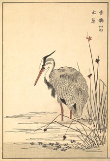 Gray Heron (Aosagi) and Mizu-aoi Plant, 1857. Creator: Unknown.