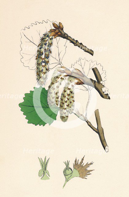 'Populus tremula. Aspen', 19th Century. Artist: Unknown.