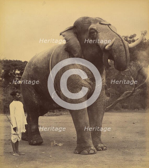 The Great Elephant, 1885-1900. Creator: Lala Deen Dayal.