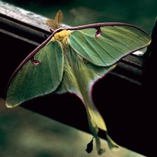 Luna Moth. Creator: Tom Artin.