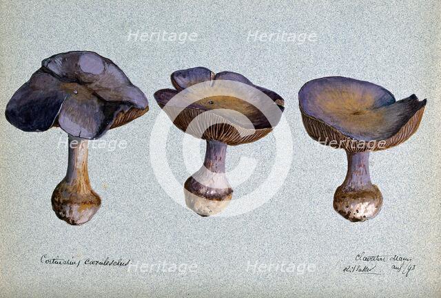 A fungus (Cortinarius species): three fruiting bodies, 1893. Creator: R Baker.