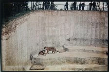 Whipsnade Zoo, Whipsnade, Central Bedfordshire, 1930-1939. Creator: Eric Maybank.