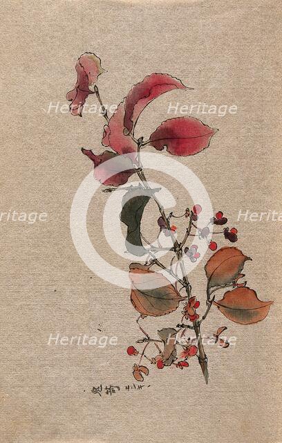 A plant, possibly an Euonymus species: fruiting branch. Creator: Unknown.