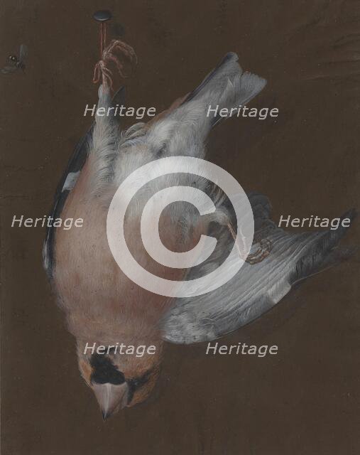 A Rose-Breasted Finch Hanging from a Nail, c. 1760. Creator: Barbara Regina Dietzsch.