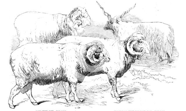 Prize Animals from the Cattle Show, at Paris, 1856.  Creator: Unknown.