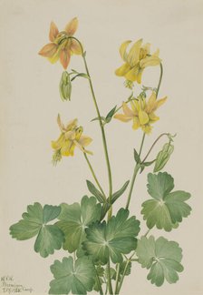 Lemon Columbine (Aquilegia flavescens), 1925. Creator: Mary Vaux Walcott.