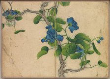 Desk Album: Flower and Bird Paintings (Climbing Blue Flowers), 18th Century. Creator: Zhang Ruoai (Chinese).