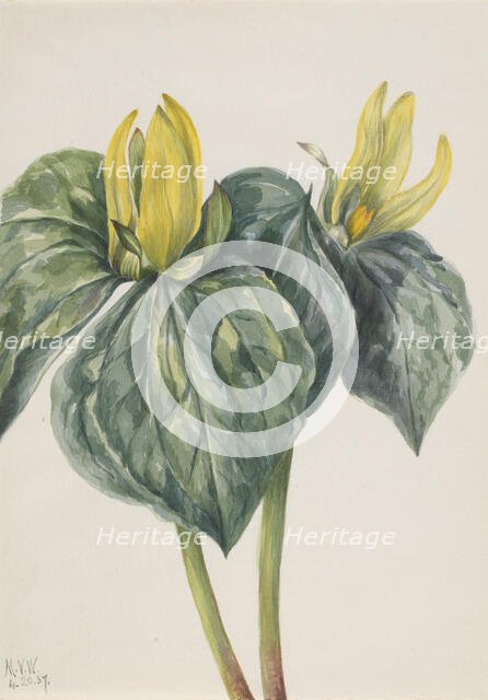Whippoorwill Flower (Trillium hugeri), 1937. Creator: Mary Vaux Walcott.