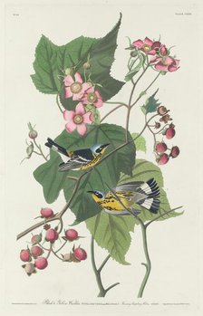 Black and Yellow Warbler, 1831. Creator: Robert Havell.