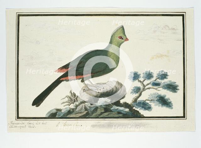 Tauraco corythaix (Knysna Turaco or Knysna Lourie), 1777-1786. Creator: Robert Jacob Gordon.