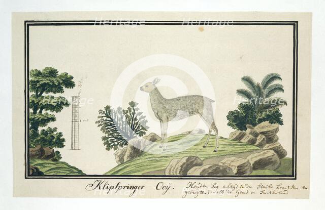Oreotragus oreotragus (Klipspringer), 1777-1786. Creator: Robert Jacob Gordon.