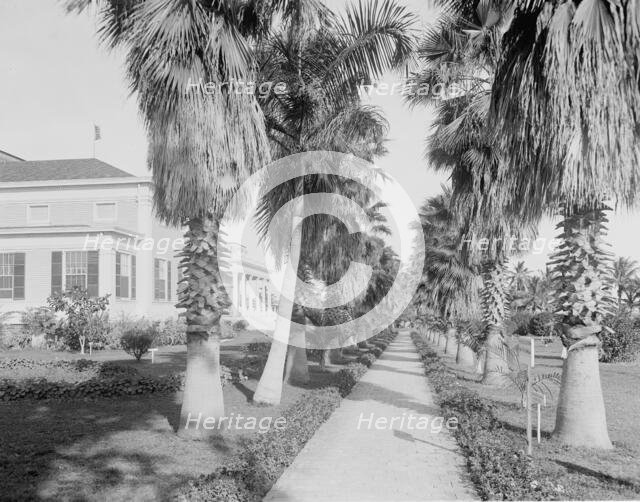 An Avenue of palms, Miami, Fla., c.between 1910 and 1920. Creator: Unknown.