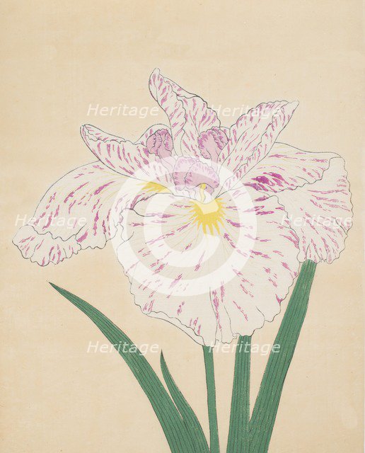 Uji-No-Kawagiri, No. 55, 1890, (colour woodblock print)