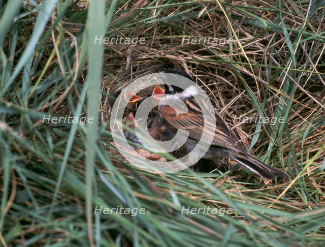 Male Reed Bunting at a nest.