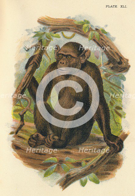 'The Bald Chimpanzee', 1897. Artist: Henry Ogg Forbes.