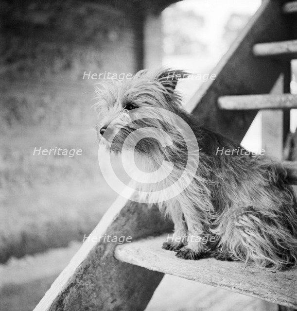 Terrier dog, early 1950s. Artist: John Gay.