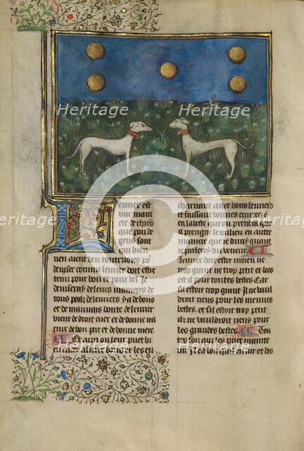 Greyhounds; Livre de la Chasse, about 1430-1440. Creator: Unknown.