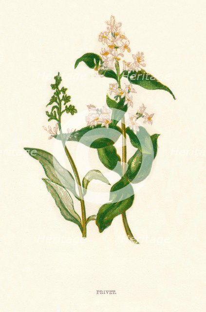 'Privet', c1891, (1891). Artist: Anne Pratt.