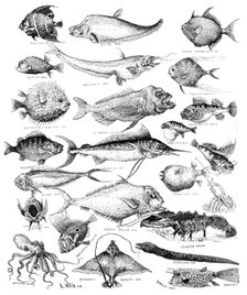 Odd fish at the International Fisheries Exhibition, 1883. Creator: Unknown.