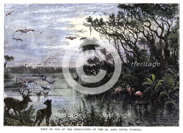 'View on one of the Tributaries of the St John River, Florida', 19th century. Artist: Unknown