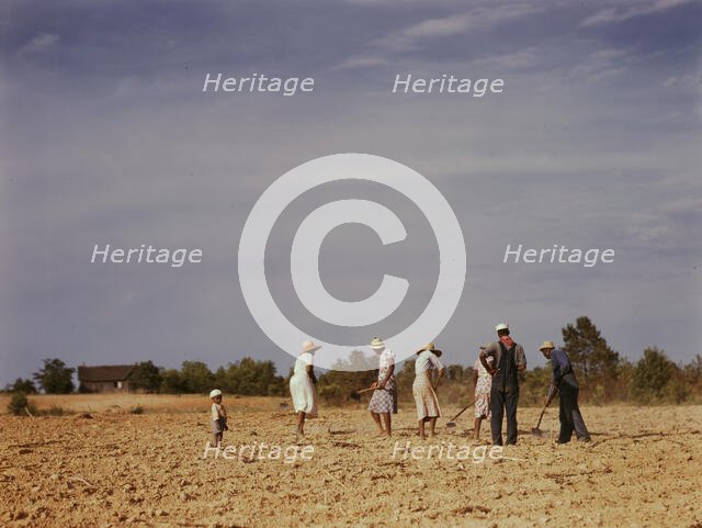 Chopping cotton on rented land near White Plains, Greene County, Ga., 1941. Creator: Jack Delano.