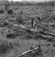 Land on the Arnold farm which they hope to clear next year, Michigan Hill, Thurston County, 1939. Creator: Dorothea Lange.