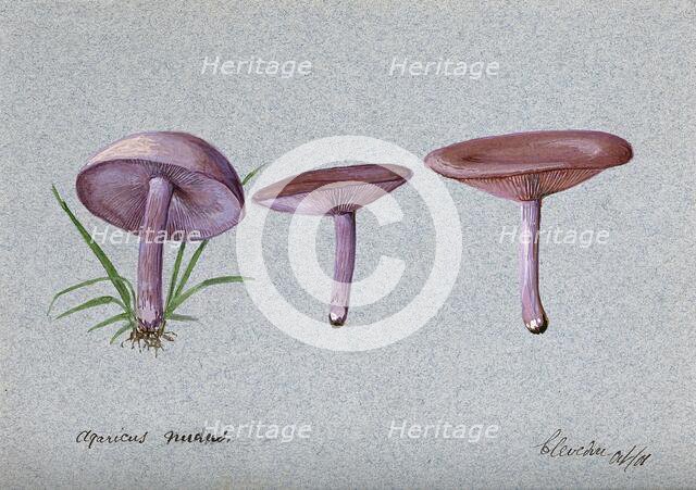 The wood blewit fungus (Lepista nuda): three fruiting bodies, 1901. Creator: Unknown.