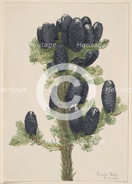 Alpine Fir (Abies lasiocarpa), 1918. Creator: Mary Vaux Walcott.