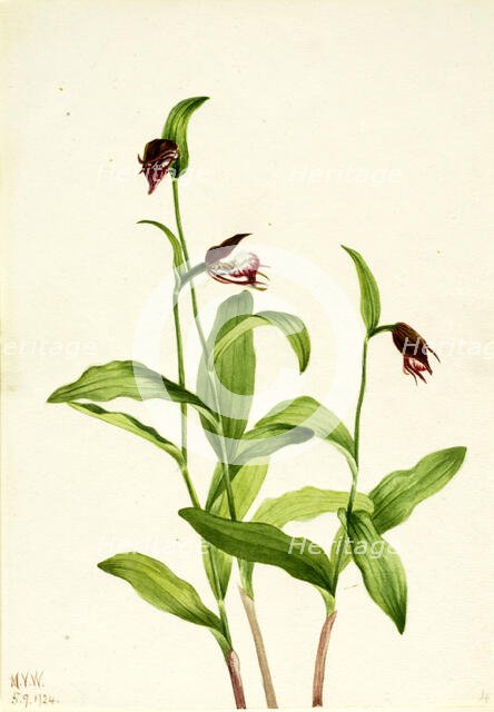 Ramshead Lady's Slipper (Cypripedium arietinum), 1924. Creator: Mary Vaux Walcott.