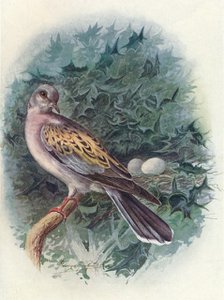 'Turtle-Dove - Tur'tur commu'nis', c1910, (1910). Artist: George James Rankin.