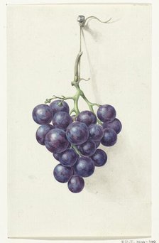 Bunch of blue grapes, 1775-1833. Creator: Jean Bernard.